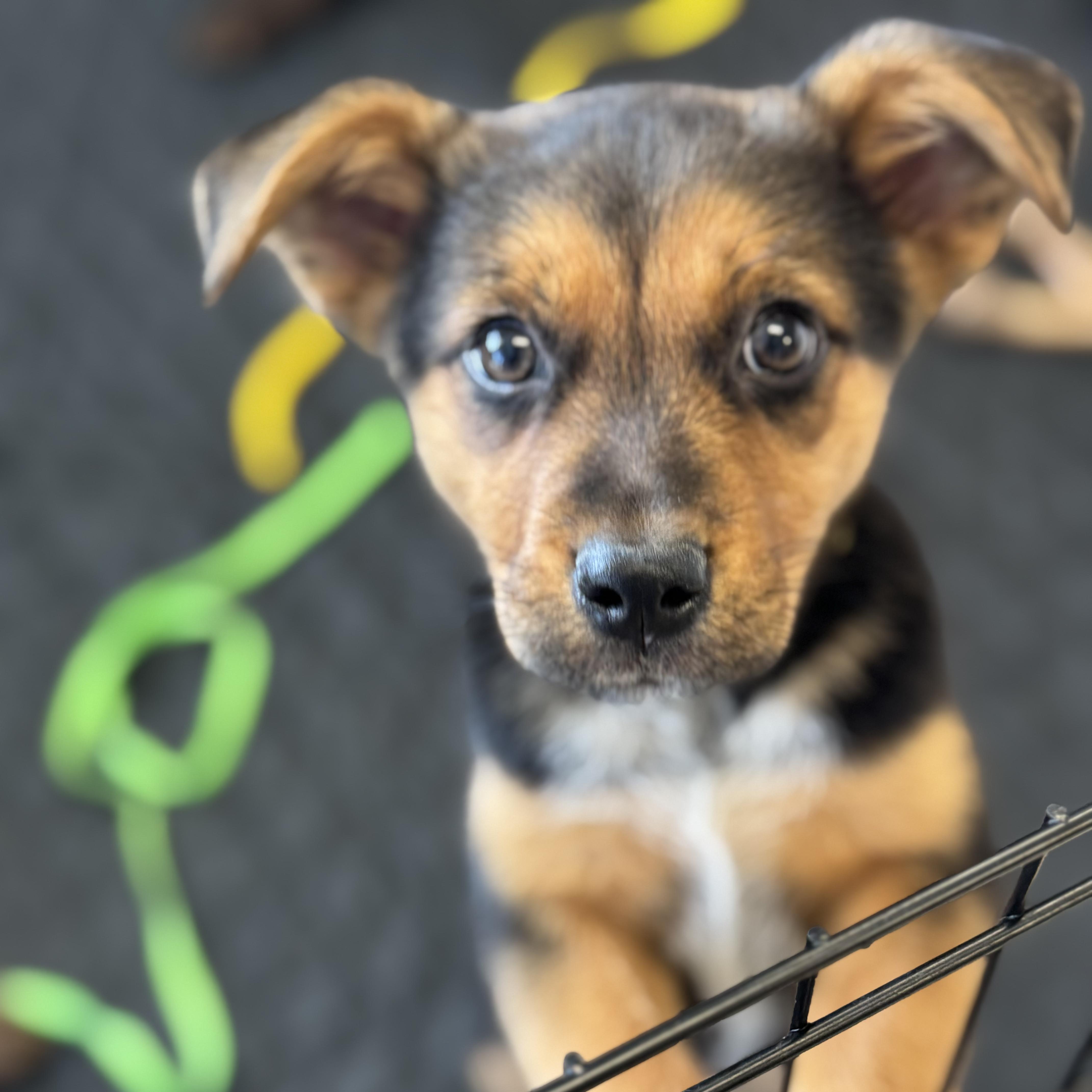 Enlarge Wren , a ADOPTABLE mixed breed in Lexington, KY image 1/4