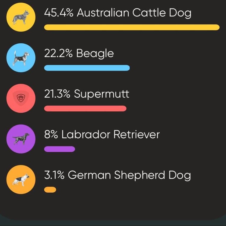 Enlarge Wren , a ADOPTABLE mixed breed in Lexington, KY image 4/4
