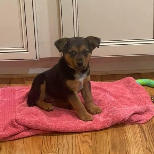 Enlarge Wren , a ADOPTABLE mixed breed in Lexington, KY image 2/4