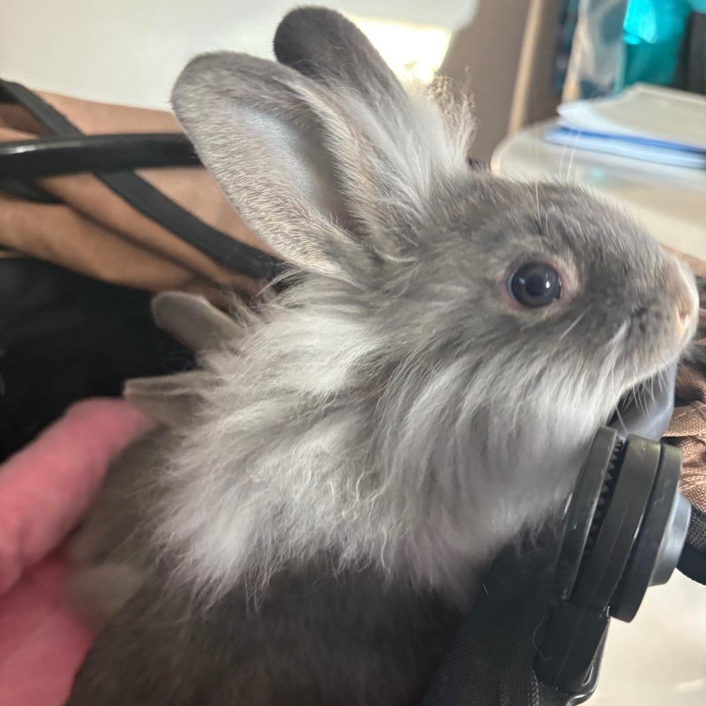 Enlarge Juno, a Adoptable Lionhead in Napa, CA image 1/1