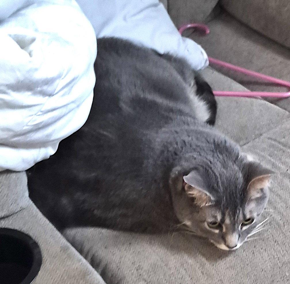 Gizmo, Adoptable, Adult Male Domestic Short Hair.