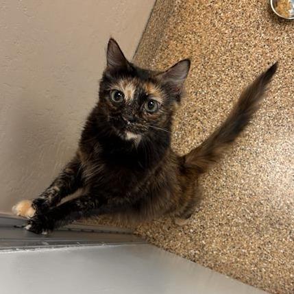 Haze, Adoptable, Adult Female Domestic Medium Hair.