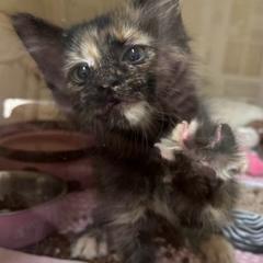 Haze, a Adoptable Domestic Medium Hair in Tempe, AZ image 2/6