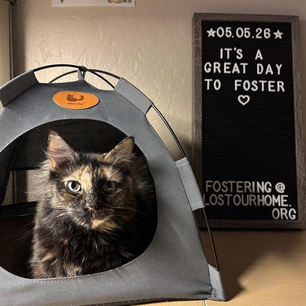 Haze, a Adoptable Domestic Medium Hair in Tempe, AZ image 3/6