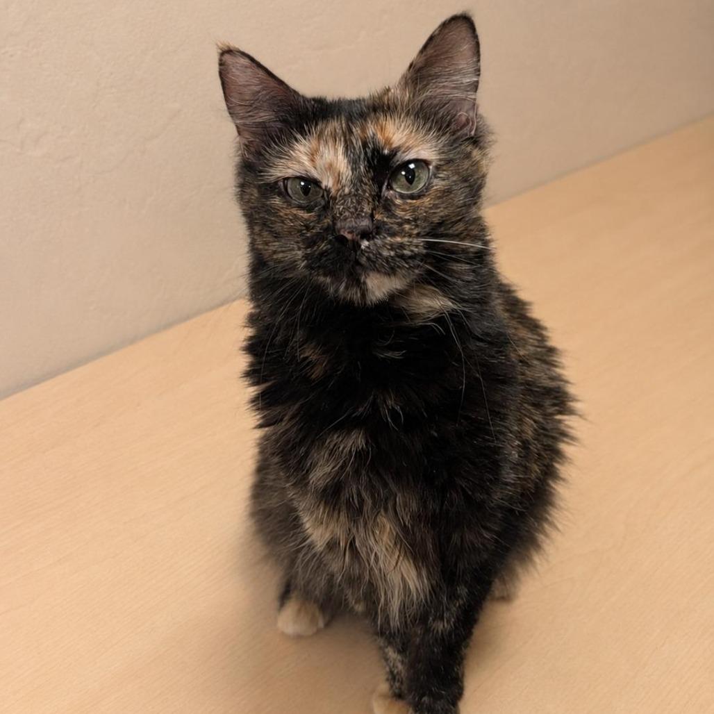 Haze, a Adoptable Domestic Medium Hair in Tempe, AZ image 4/6