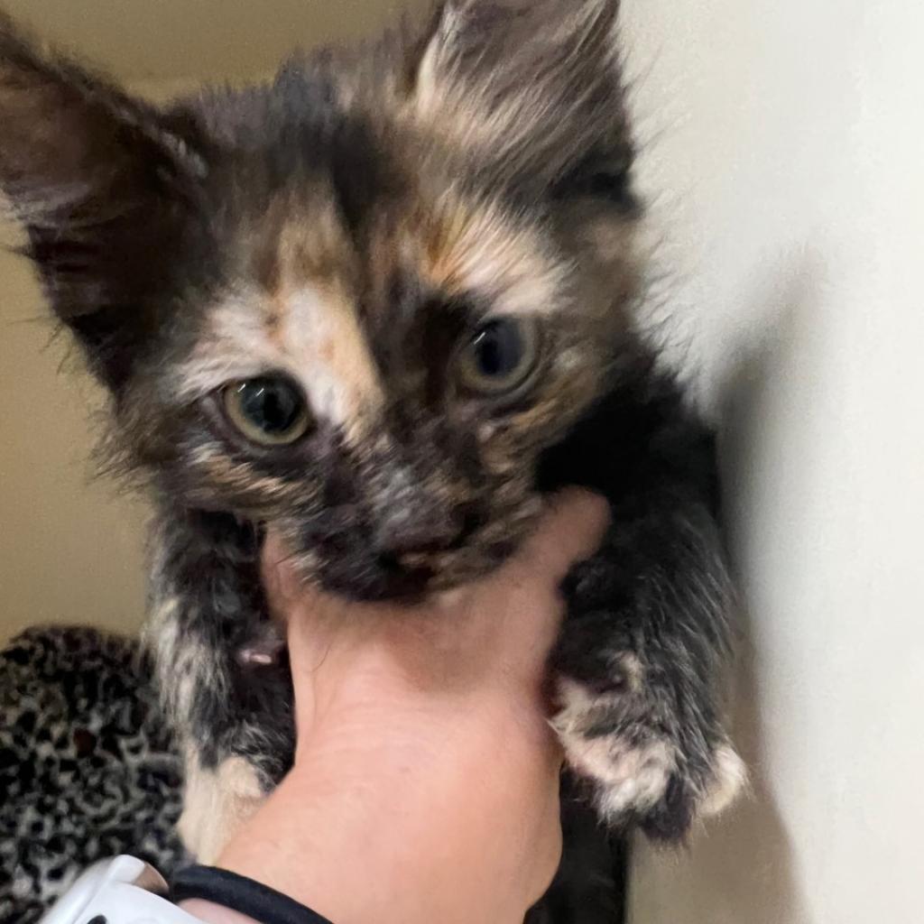 Haze, a Adoptable Domestic Medium Hair in Tempe, AZ image 5/6