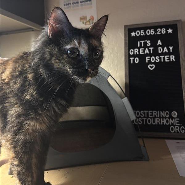 Haze, a Adoptable Domestic Medium Hair in Tempe, AZ image 6/6