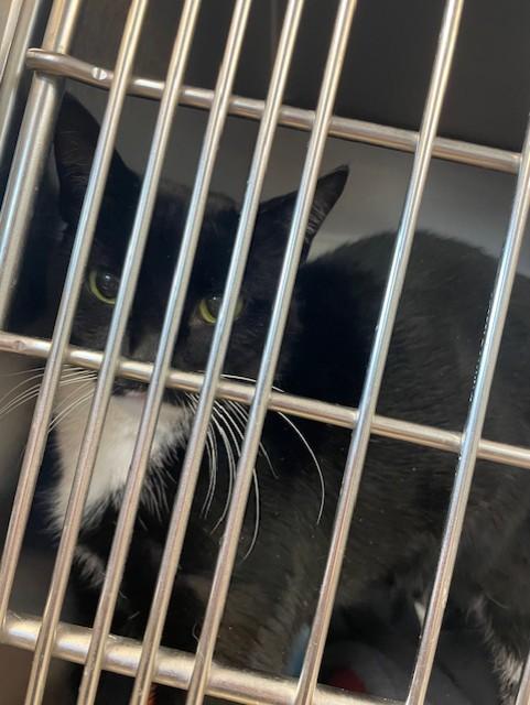 Friendly, adopted, Young Female Domestic Short Hair.