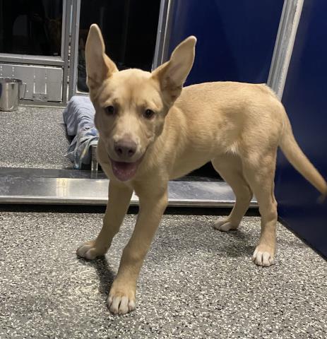 Enlarge PHOENIX, a Adoptable mixed breed in Clinton Township, MI image 1/1