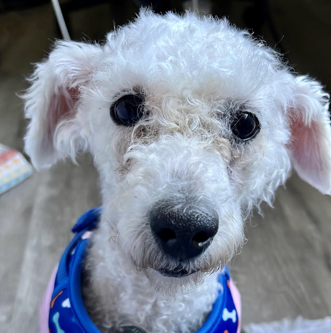Patsy #544, Adoptable, Adult Female Miniature Poodle.