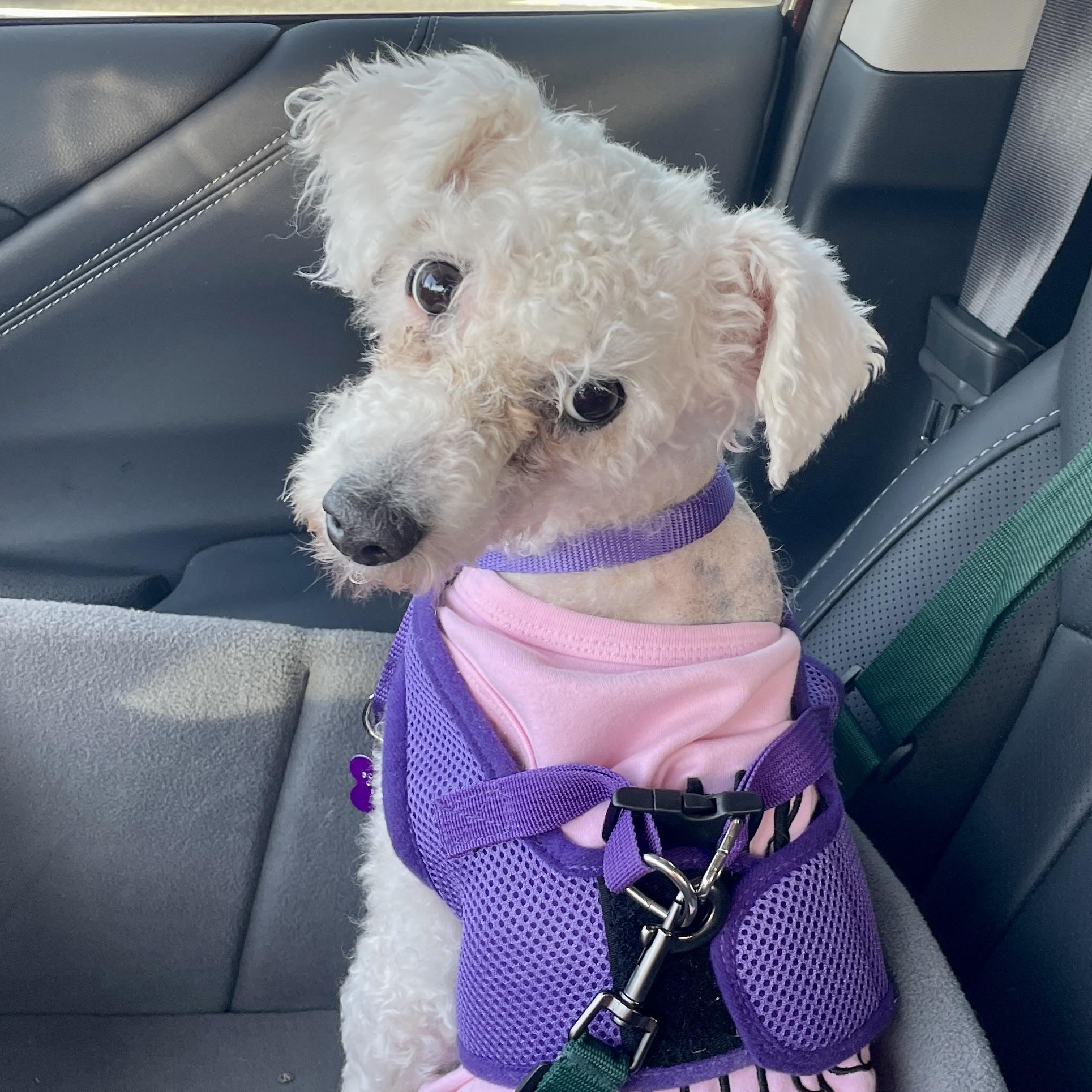 Enlarge Patsy #544, a Adoptable mixed breed in Placentia, CA image 2/4