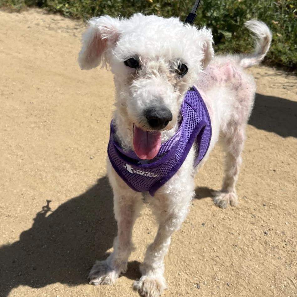 Enlarge Patsy #544, a Adoptable mixed breed in Placentia, CA image 3/4