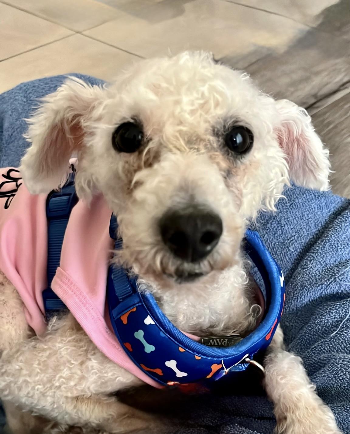 Enlarge Patsy #544, a Adoptable mixed breed in Placentia, CA image 2/2