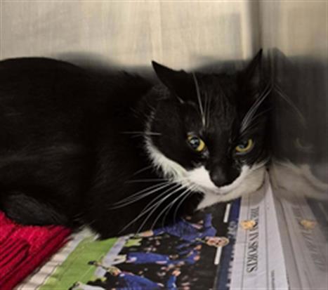 LENA, Adoptable, Adult Male Domestic Short Hair.