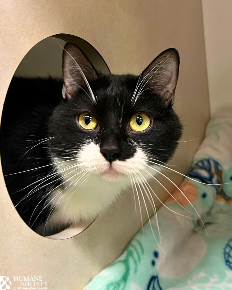 LENA, Adoptable, Adult Male Domestic Short Hair.