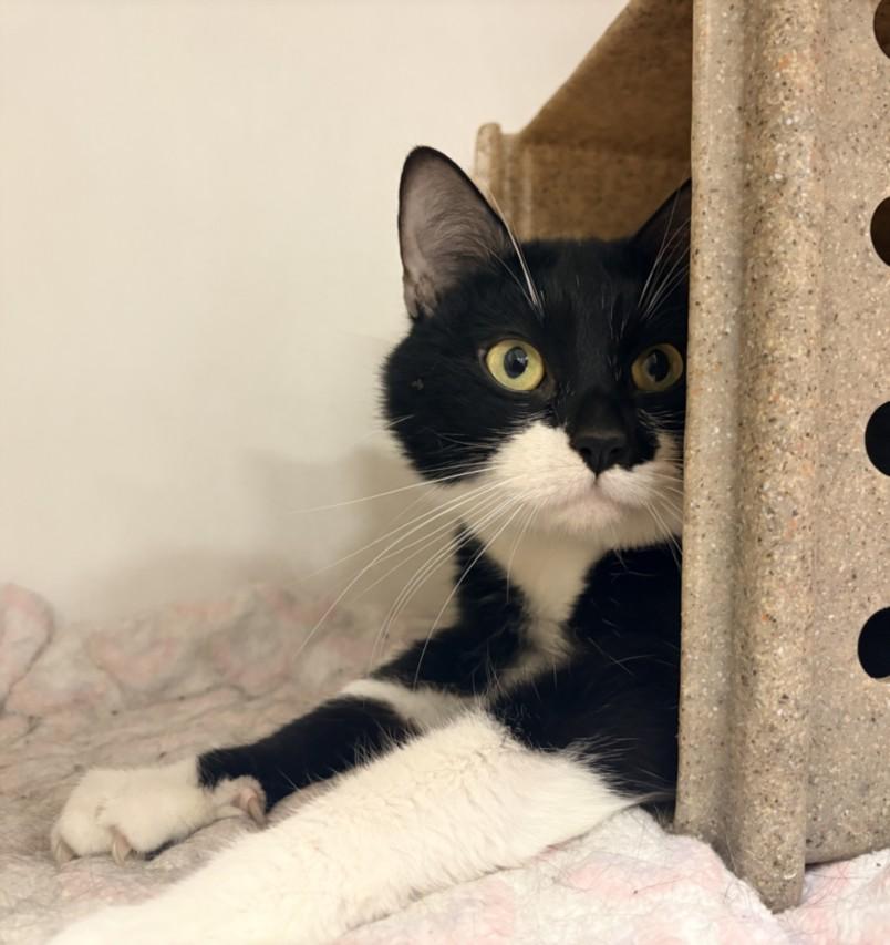 Enlarge LENA, a Adoptable Domestic Short Hair in Hagerstown, MD image 1/1