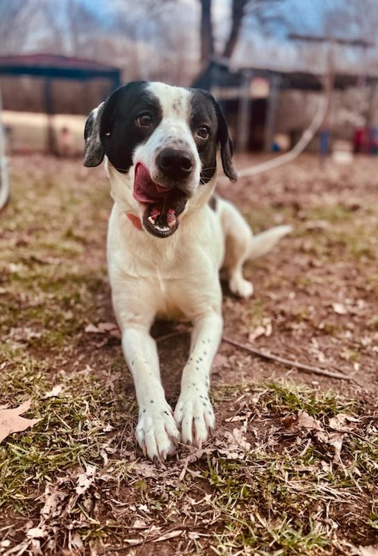 Enlarge Snoopy, a Adopted mixed breed in Terre Haute, IN image 1/1