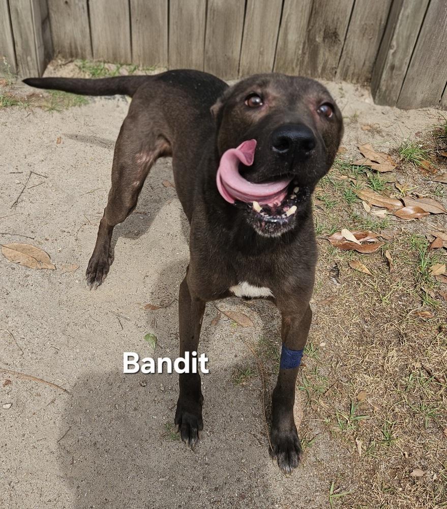 Enlarge Bandit, a Adoptable mixed breed in Clinton, ME image 1/2