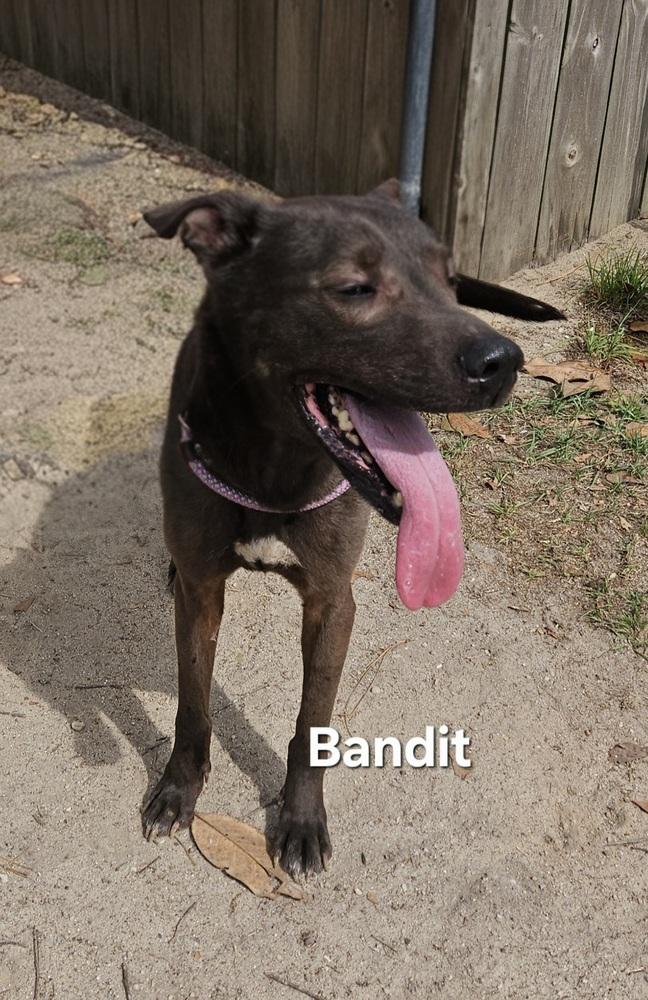 Enlarge Bandit, a Adoptable mixed breed in Clinton, ME image 2/2
