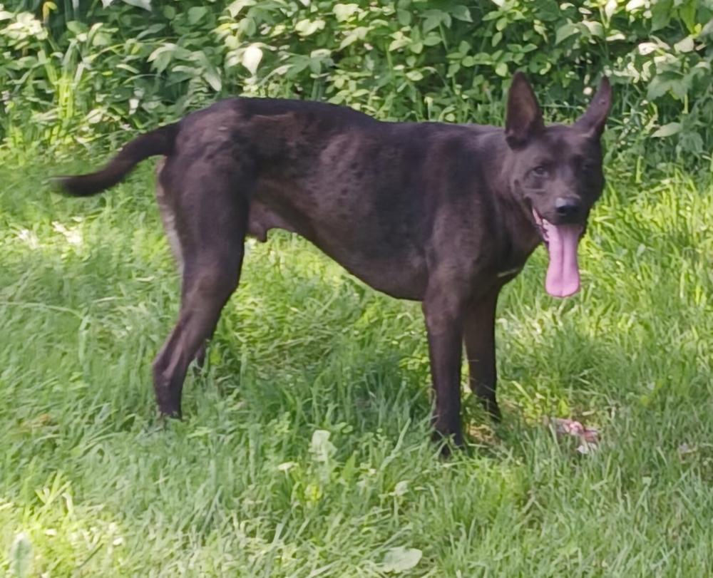 Bandit, a Adoptable mixed breed in Clinton, ME image 3/3