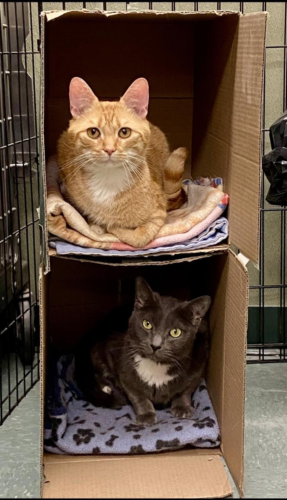 Enlarge Bruno & Loomis , a ADOPTABLE Domestic Short Hair in Warwick, RI image 3/3