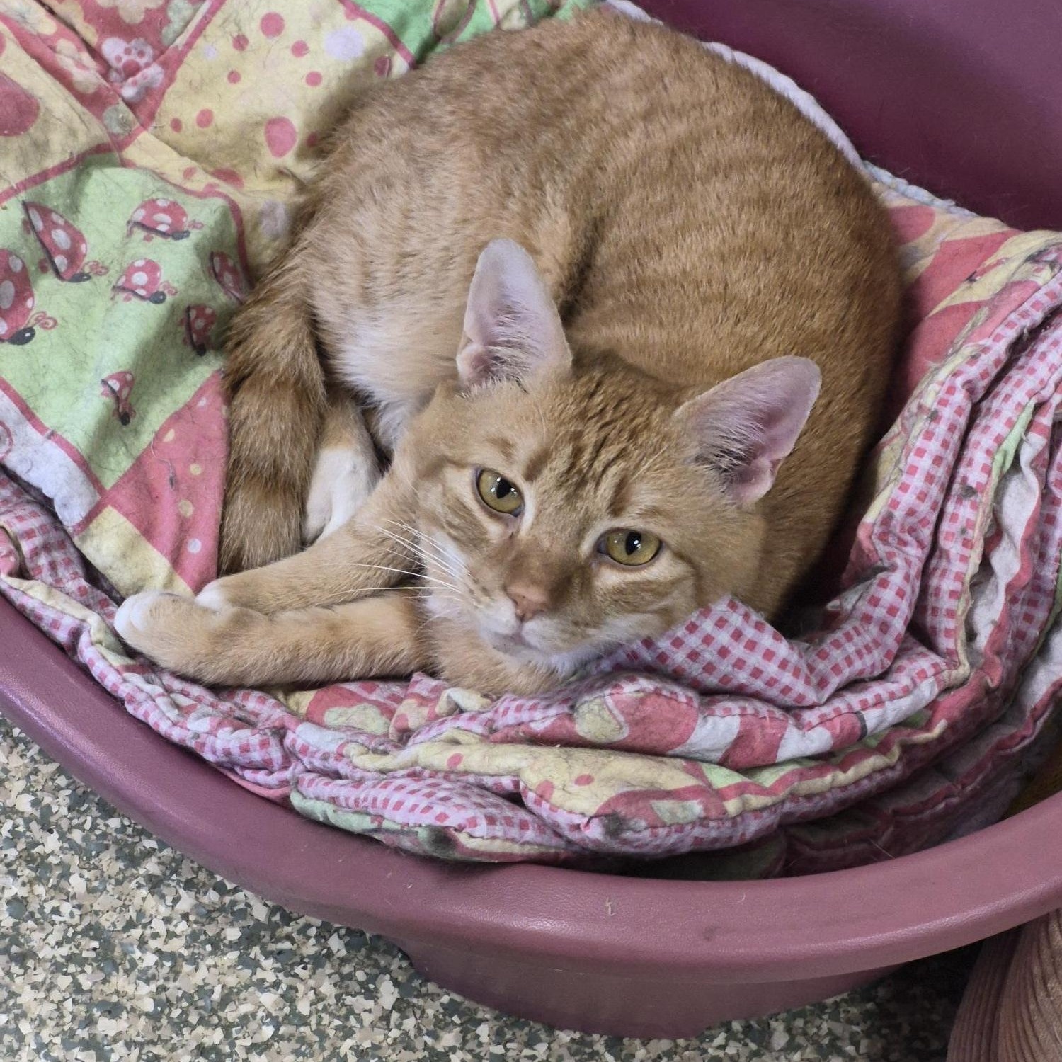 Enlarge Bruno & Loomis , a ADOPTABLE Domestic Short Hair in Warwick, RI image 2/3