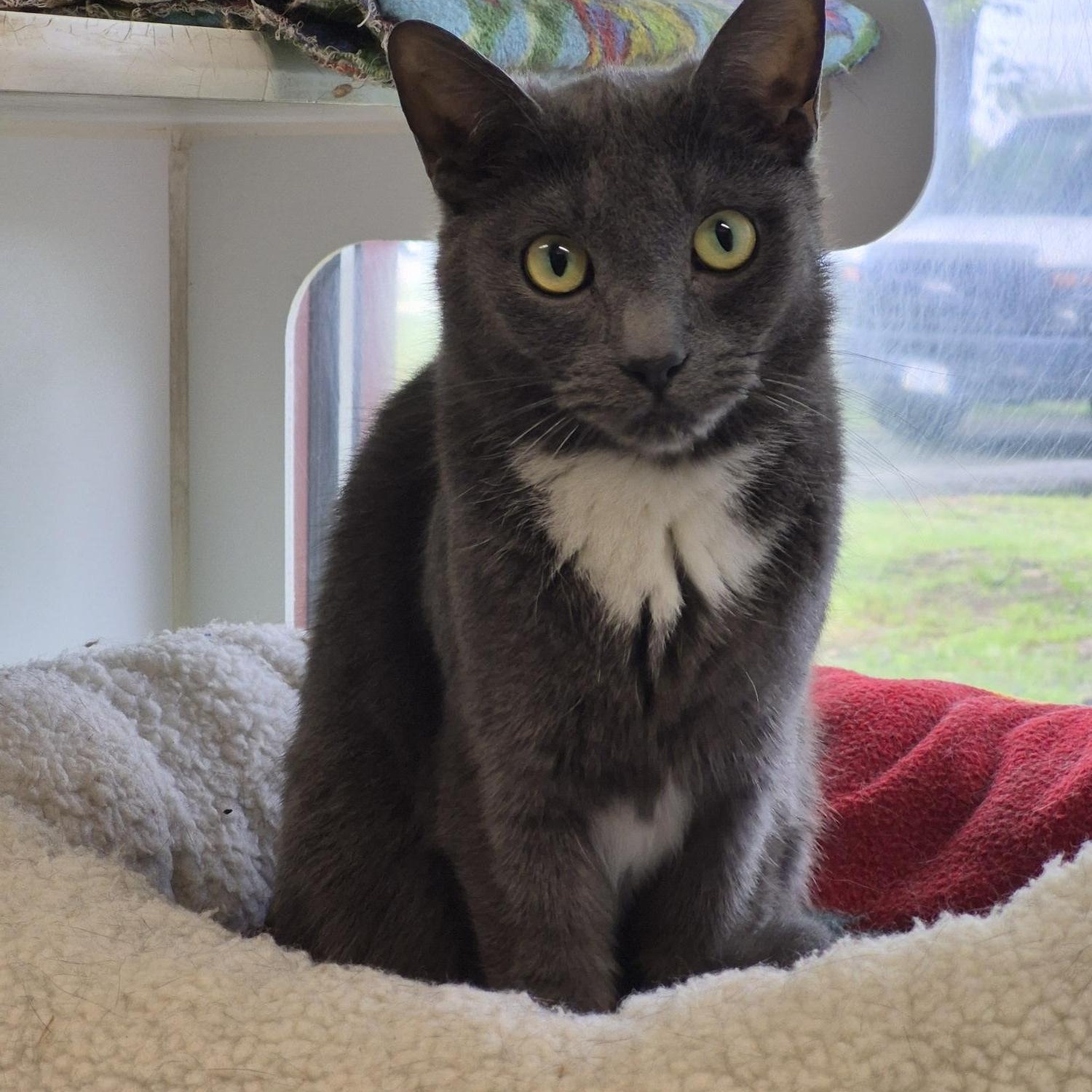 Enlarge Bruno & Loomis , a ADOPTABLE Domestic Short Hair in Warwick, RI image 1/3