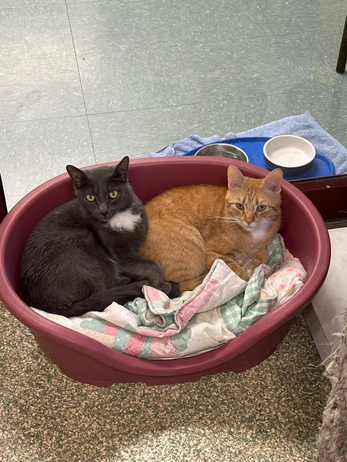 Bruno & Loomis , ADOPTABLE, Adult Male Domestic Short Hair.