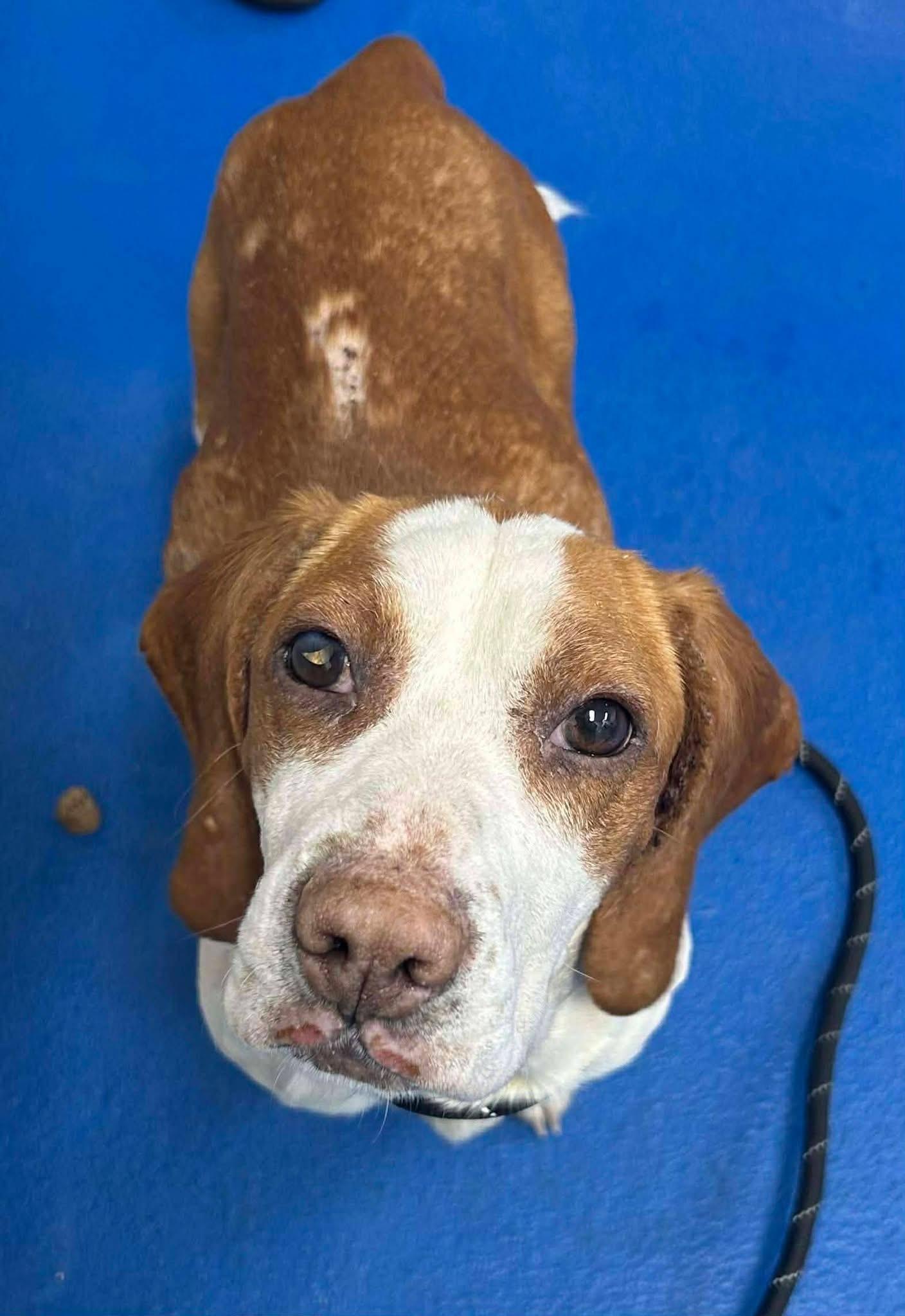 Kato, adopted, Adult Male Beagle.