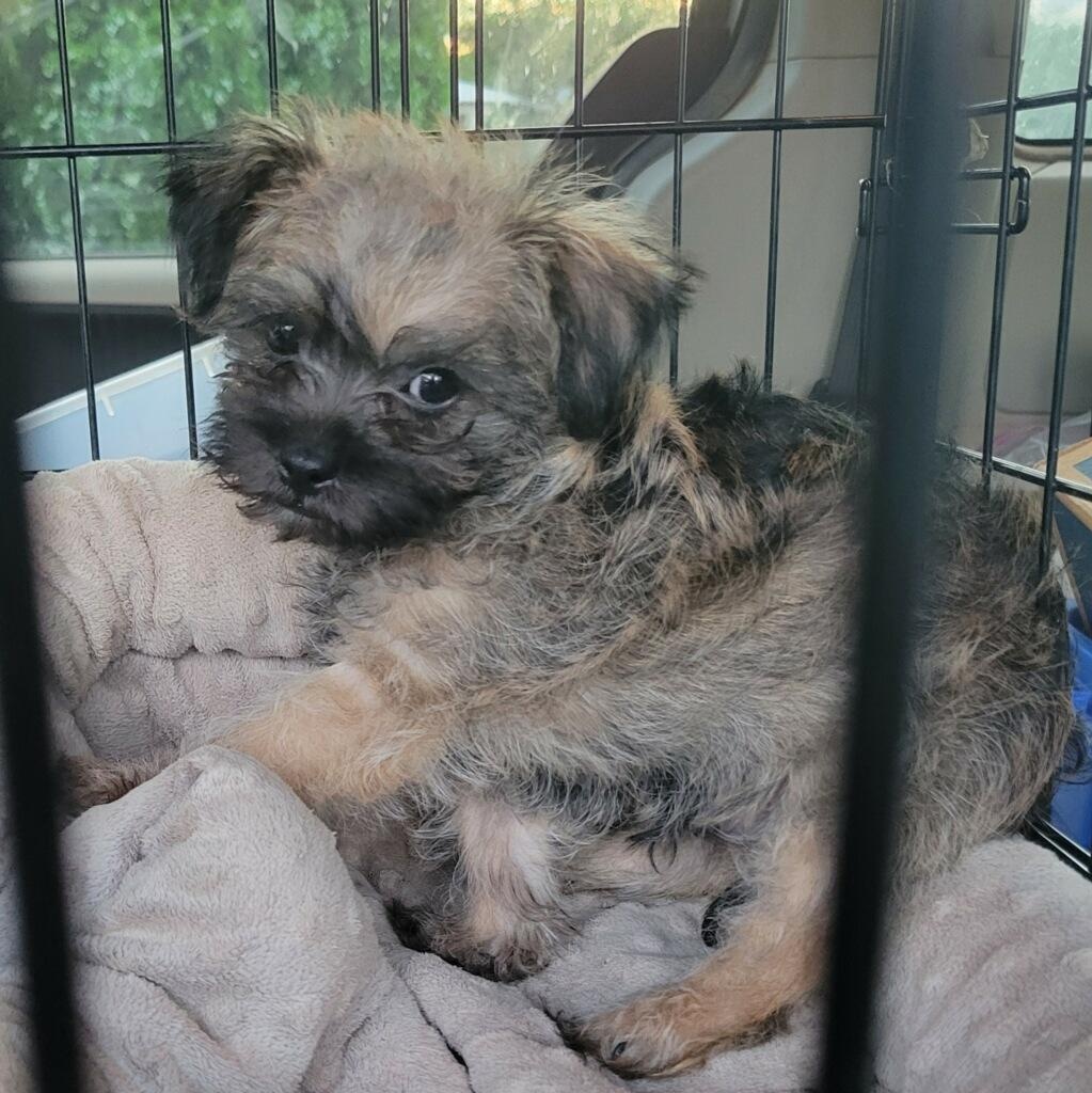 Rowdy, a ADOPTABLE mixed breed in Tucson, AZ image 3/4