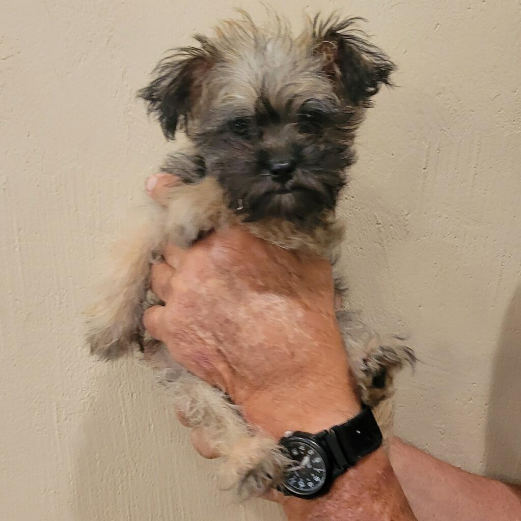 Rowdy, a ADOPTABLE mixed breed in Tucson, AZ image 2/4