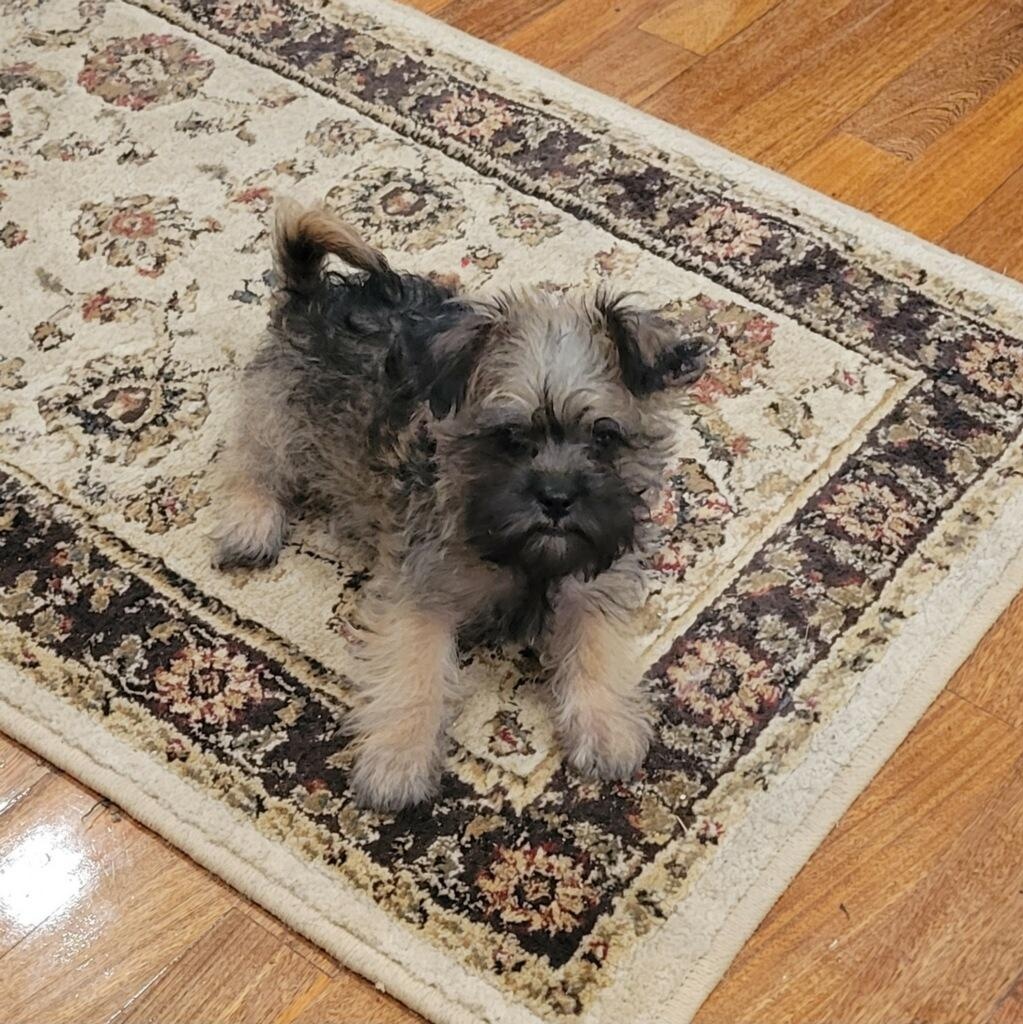 Rowdy, ADOPTABLE, Puppy Male Miniature Schnauzer.