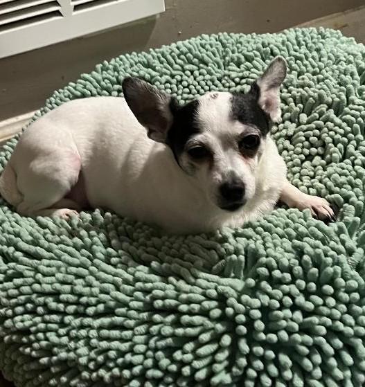 Enlarge Cleo, a ADOPTABLE Chihuahua in Woodstock, GA image 3/6