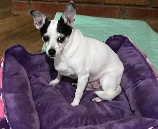 Cleo, ADOPTABLE, Senior Female Chihuahua.