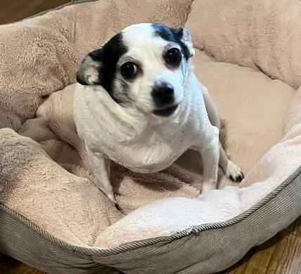 Enlarge Cleo, a ADOPTABLE Chihuahua in Woodstock, GA image 2/3