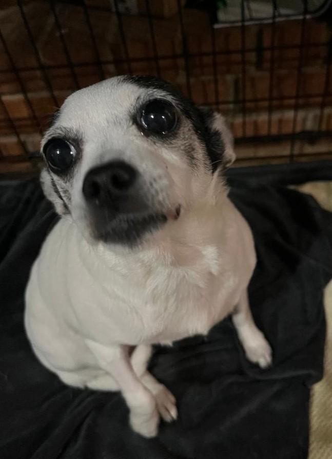 Enlarge Cleo, a ADOPTABLE Chihuahua in Woodstock, GA image 1/3