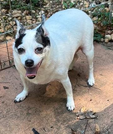 Enlarge Cleo, a ADOPTABLE Chihuahua in Woodstock, GA image 3/3