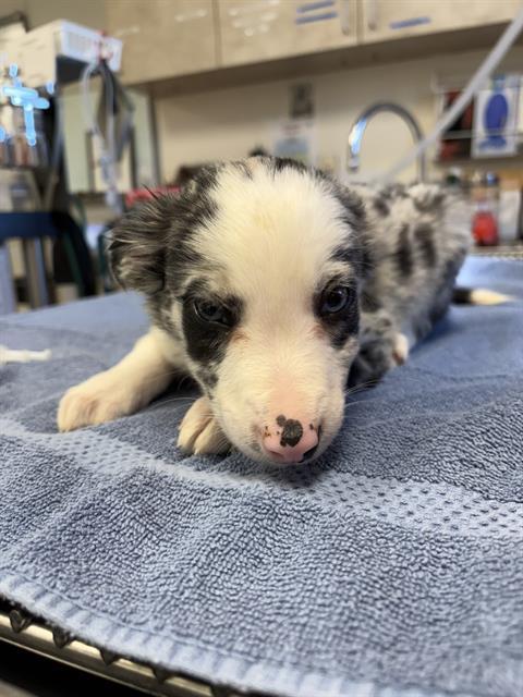 CLAY, Adoptable, Puppy Male Border Collie.