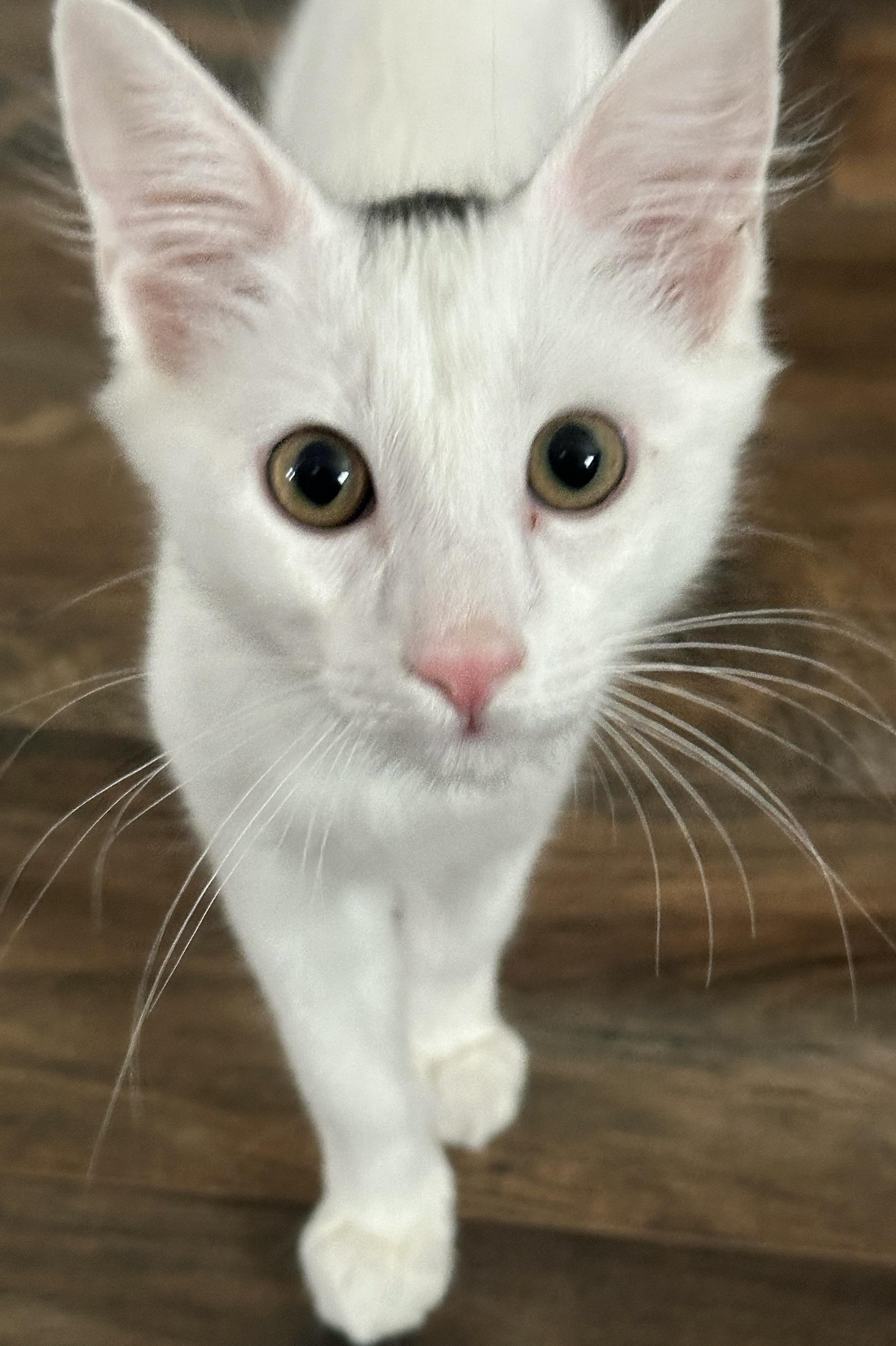 Yuki