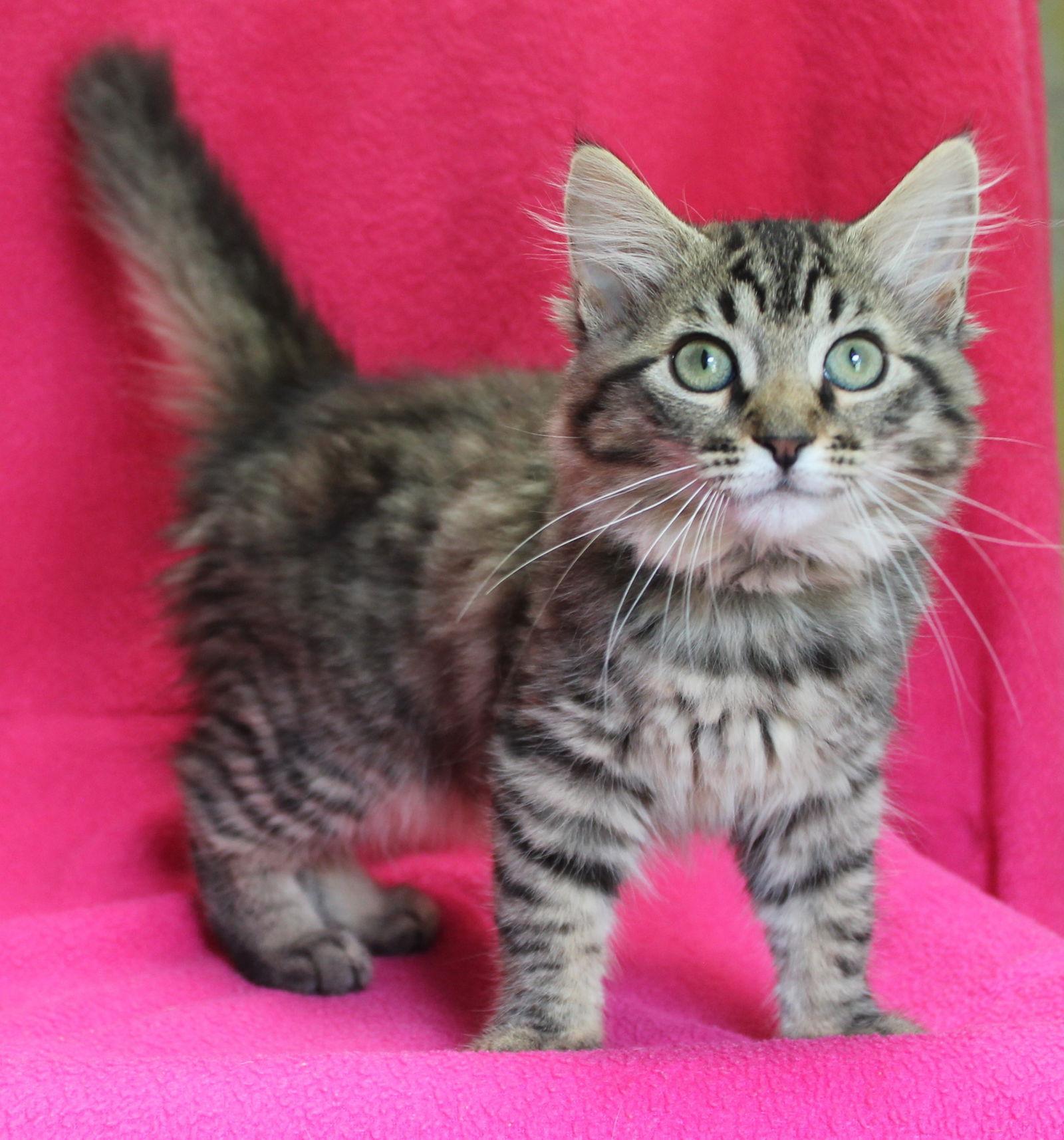 Enlarge Royal - 41982, a Adopted mixed breed in Prattville, AL image 1/3