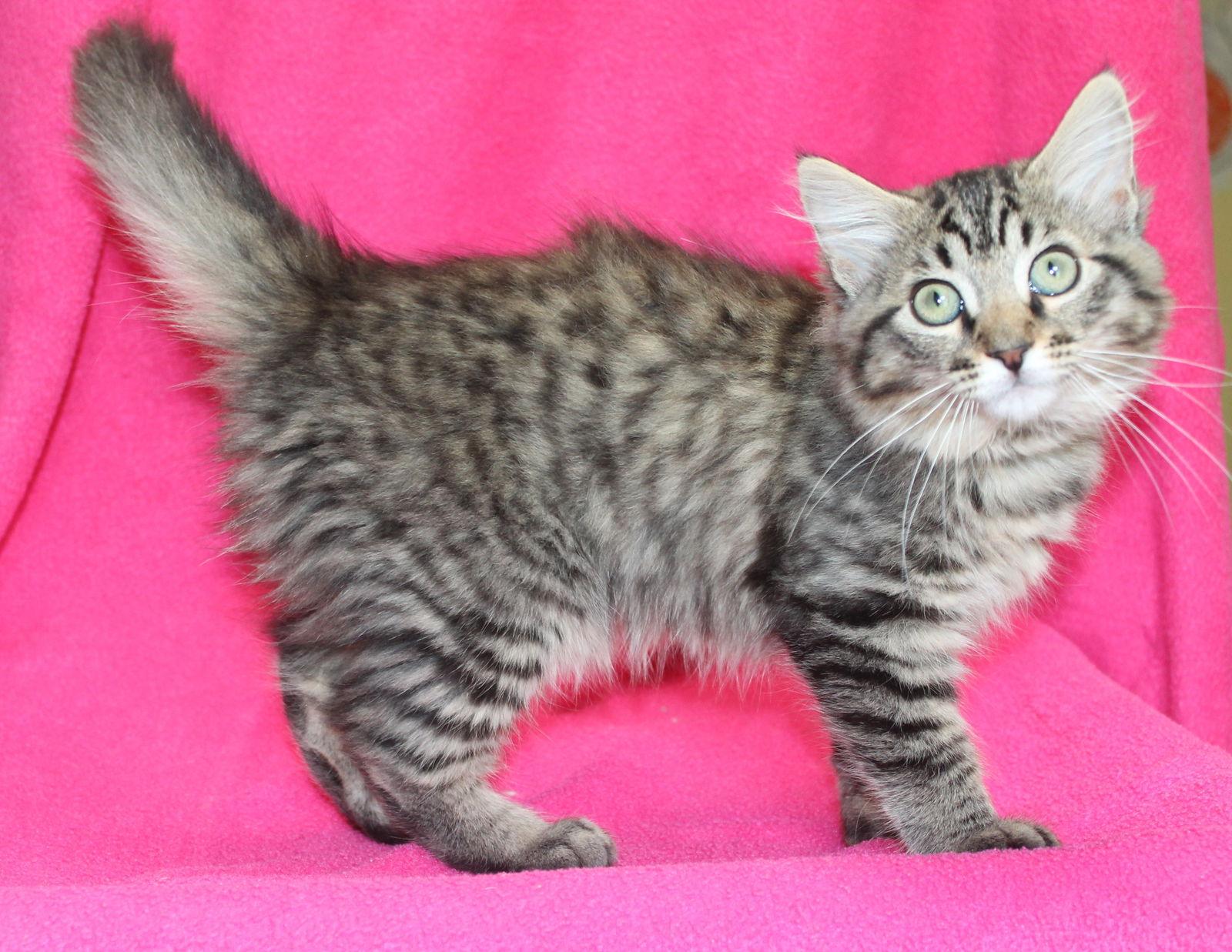 Enlarge Royal - 41982, a Adopted mixed breed in Prattville, AL image 2/3