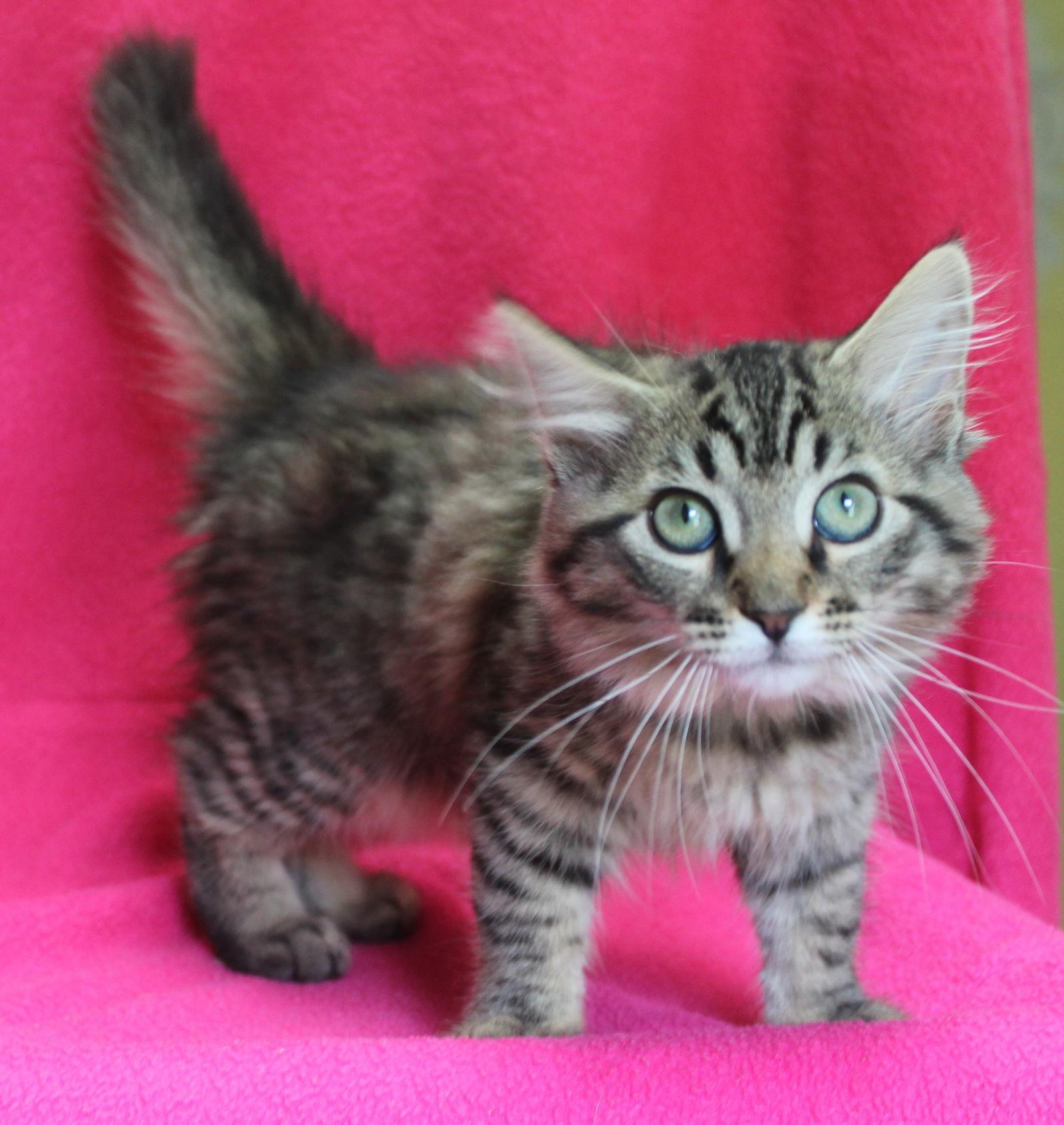 Royal - 41982, Adopted, Kitten Female Domestic Long Hair & Tabby.