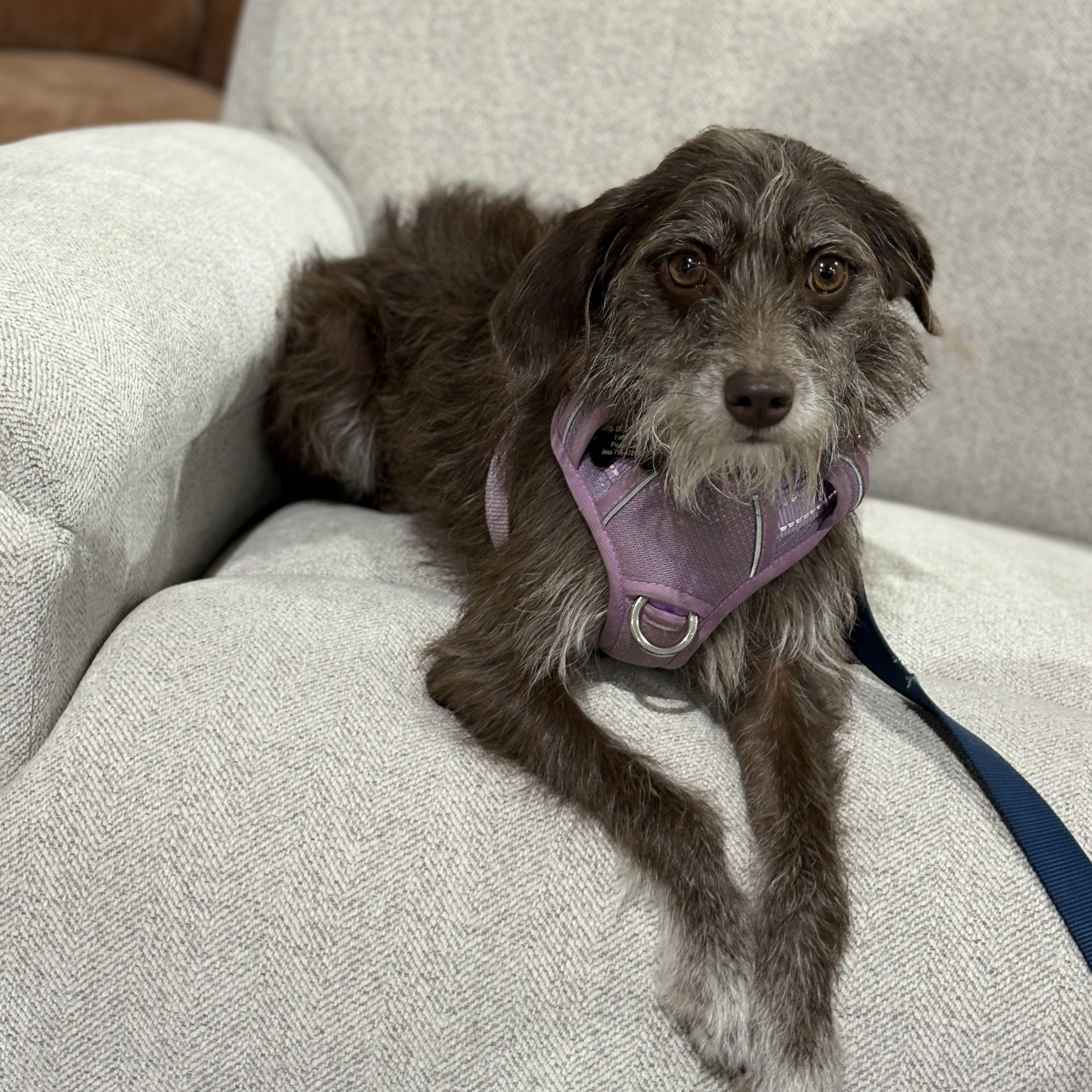 Sadie--- available for adoption