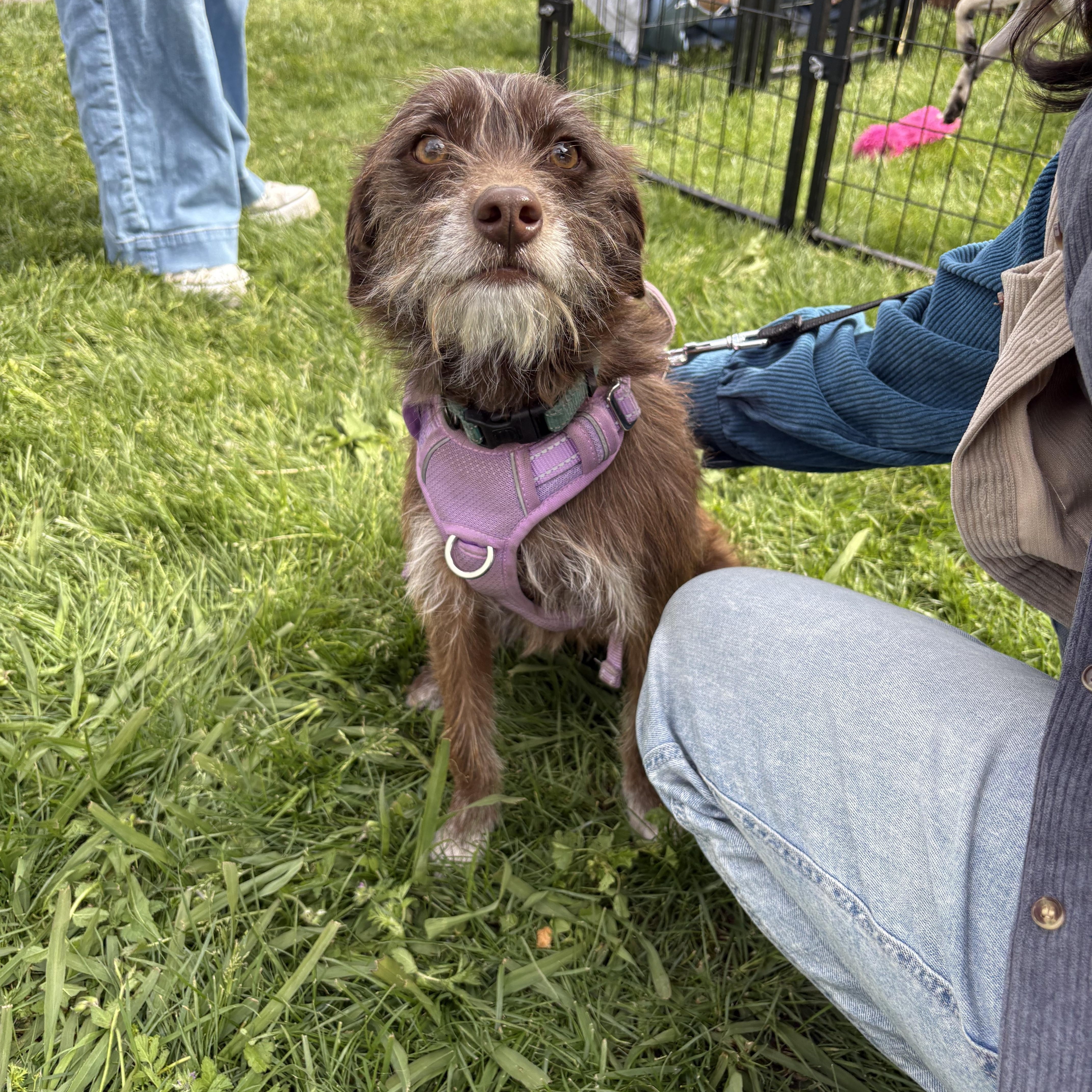 Sadie--- available for adoption