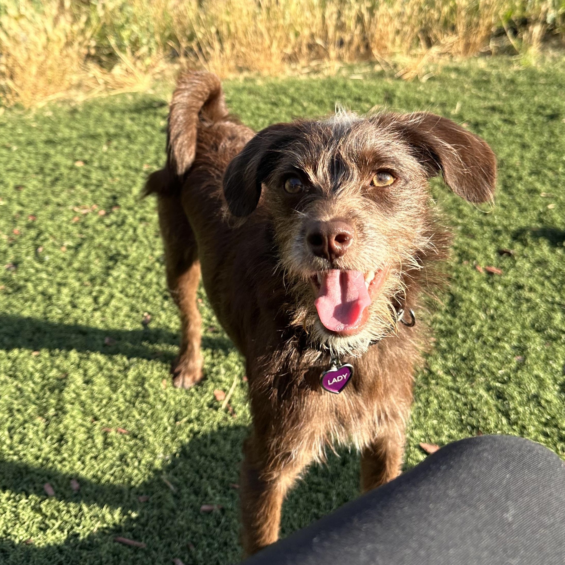 Sadie--- available for adoption