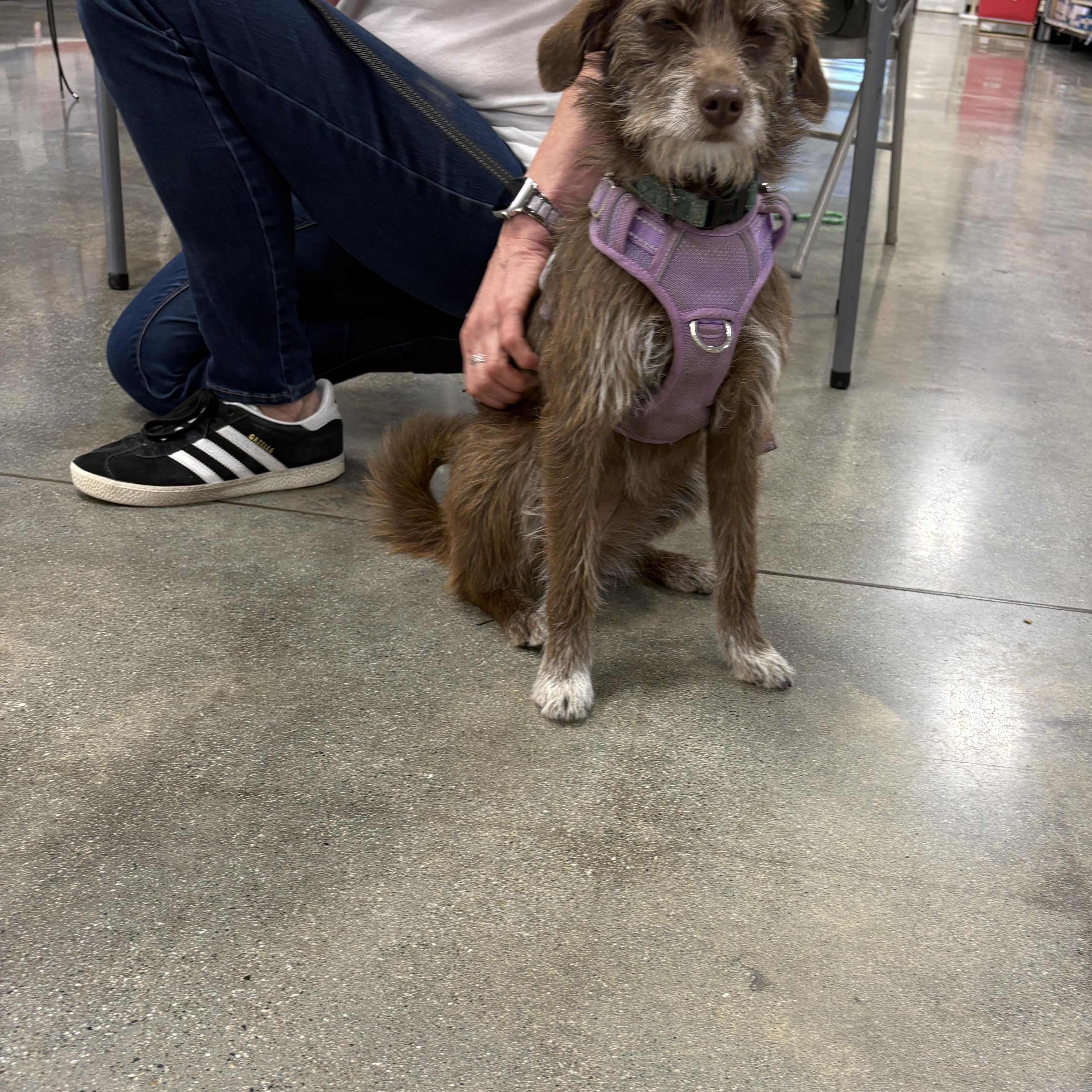 Sadie--- available for adoption