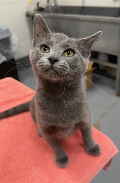 ZORRO, Adoptable, Kitten Male Domestic Short Hair.