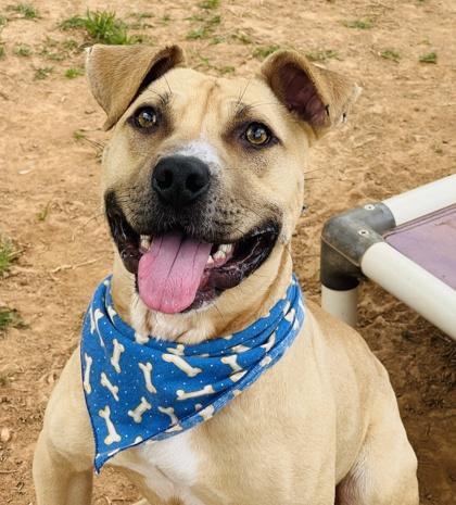 Enlarge Jimmy Chew $85 Fostered, a Adoptable mixed breed in Seneca, SC image 1/3