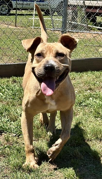 Jimmy Chew $85, Adoptable, Adult Male Mixed Breed & Mixed Breed.
