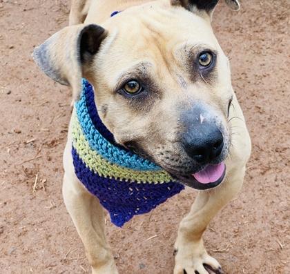 Jimmy Chew $85, Adoptable, Adult Male Mixed Breed & Mixed Breed.